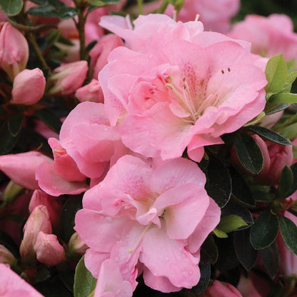 Rhododendron Perfecto Mundo® Pink Carpet™ Azalea