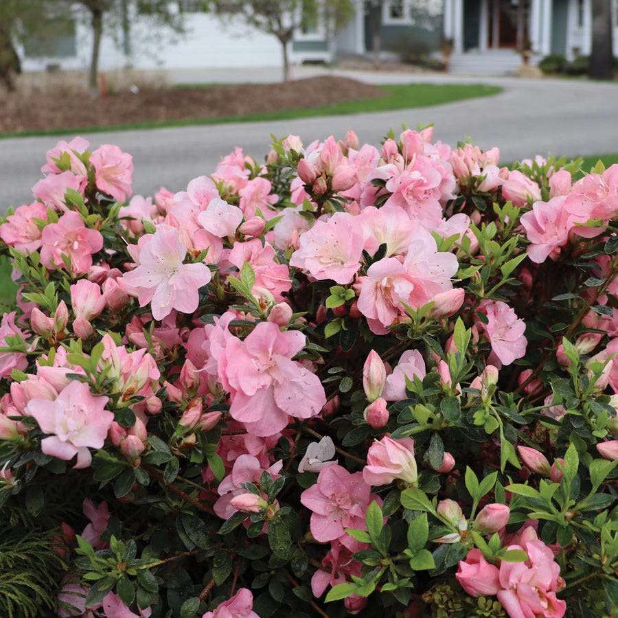 Rhododendron Perfecto Mundo® Pink Carpet™ Azalea