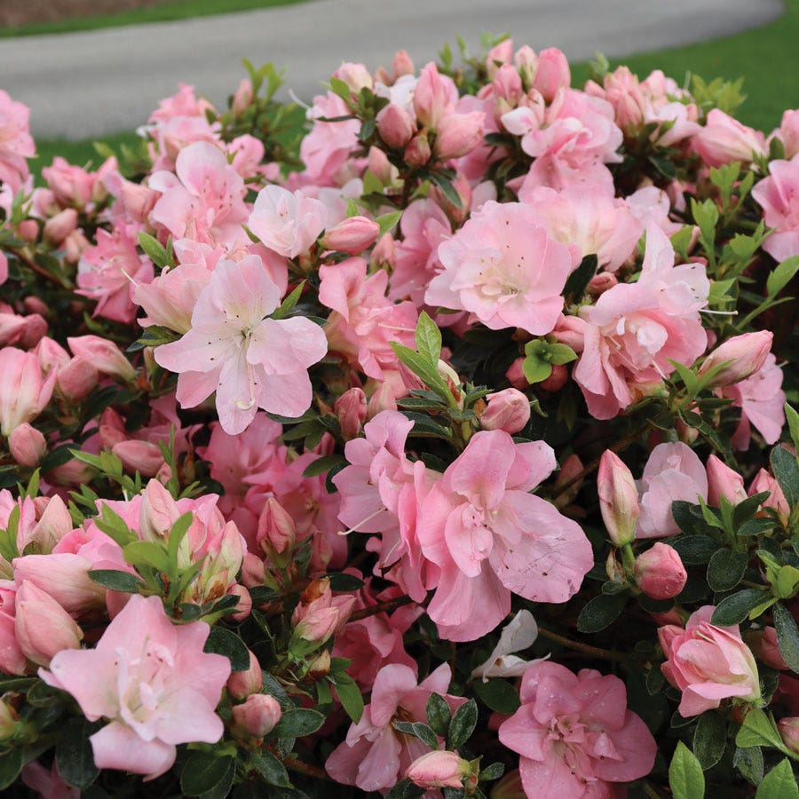 Rhododendron Perfecto Mundo® Pink Carpet™ Azalea