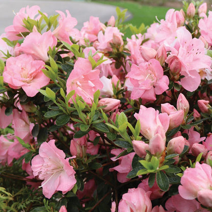 Rhododendron Perfecto Mundo® Pink Carpet™ Azalea