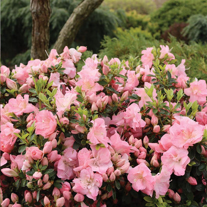 Rhododendron Perfecto Mundo® Pink Carpet™ Azalea