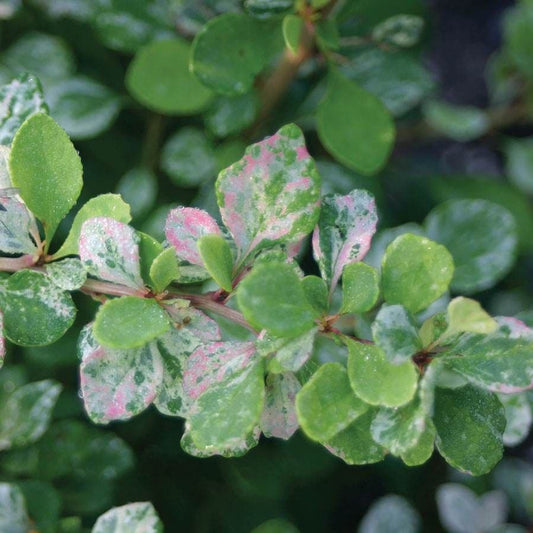 Berberis Sunjoy Sequins®