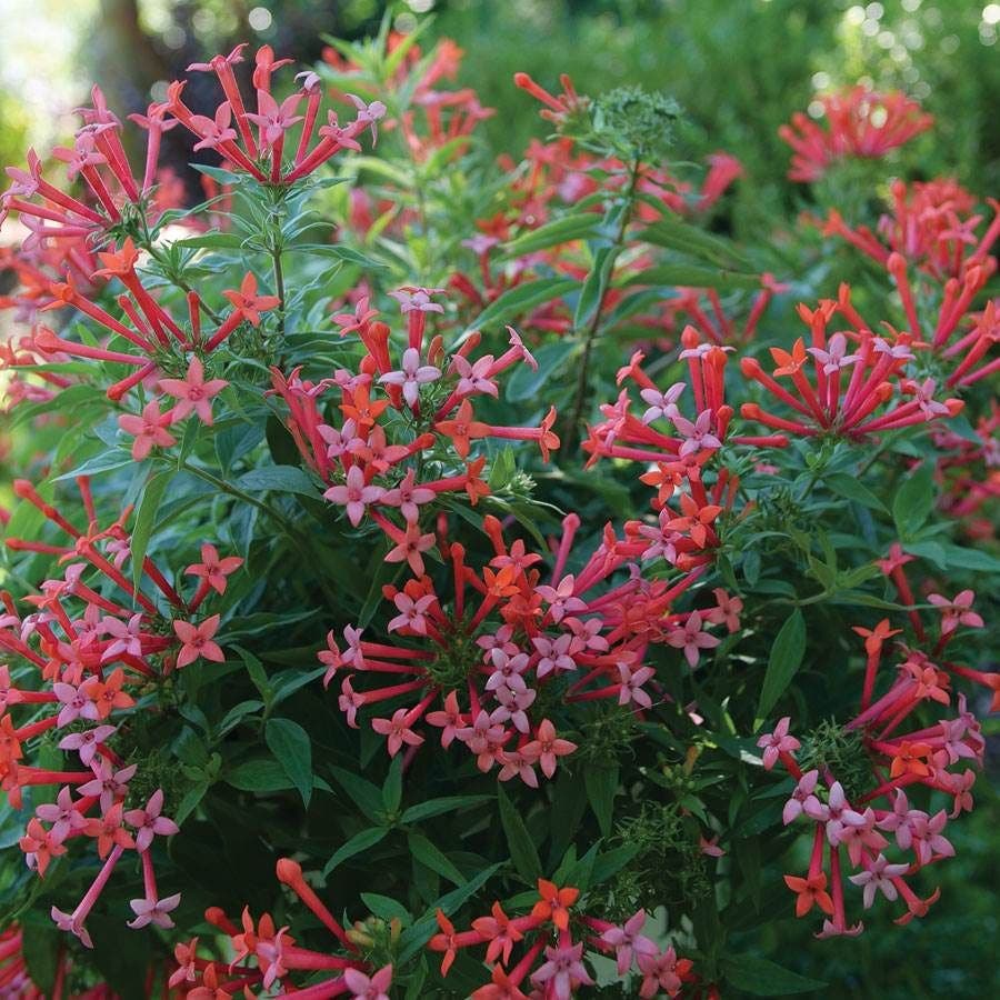 Bouvardia Estrellita Little Star™