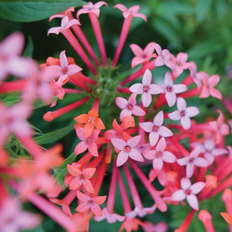 Bouvardia Estrellita Little Star™