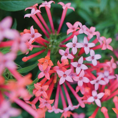 Bouvardia Estrellita Little Star™