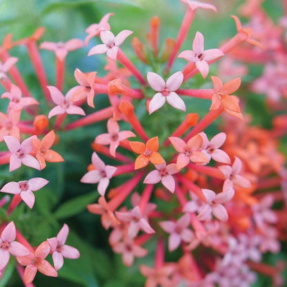 Bouvardia Estrellita Little Star™
