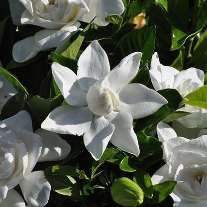 Gardenia Summer Snow®
