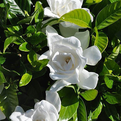 Gardenia Summer Snow®
