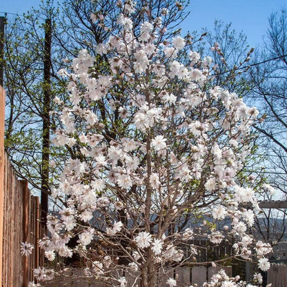 Magnolia 'Centennial Blush'