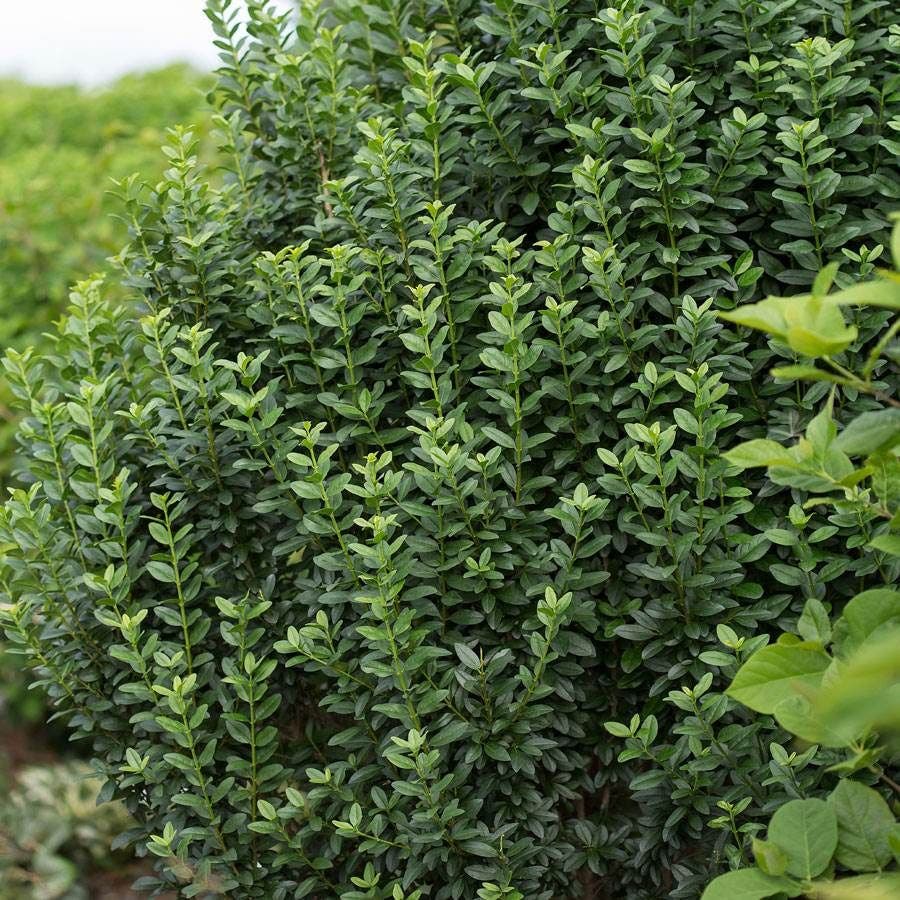 Ligustrum Straight Talk® Privet