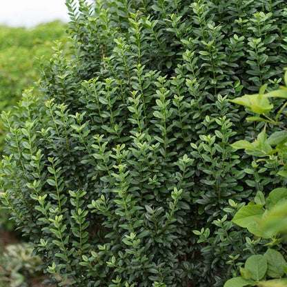 Ligustrum Straight Talk® Privet