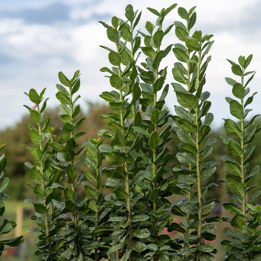 Ligustrum Straight Talk® Privet