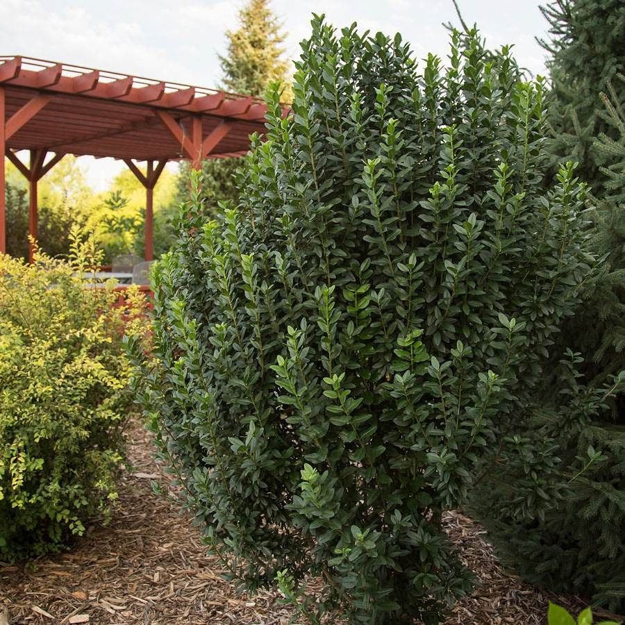 Ligustrum Straight Talk® Privet