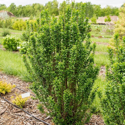 Ligustrum Straight Talk® Privet
