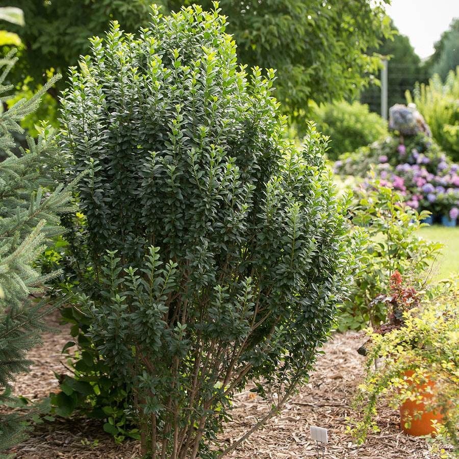 Ligustrum Straight Talk® Privet