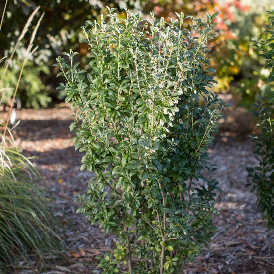 Ligustrum Straight Talk® Privet