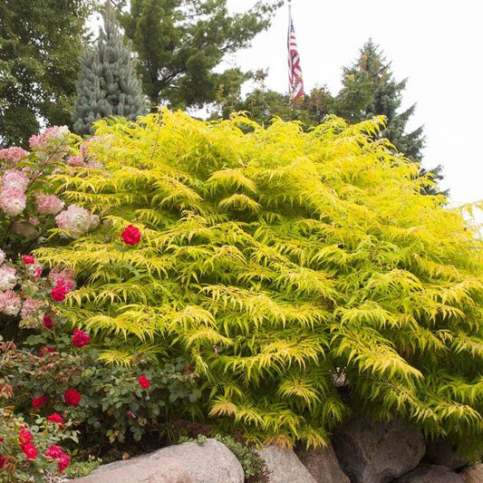 Rhus Tiger Eyes® Sumac