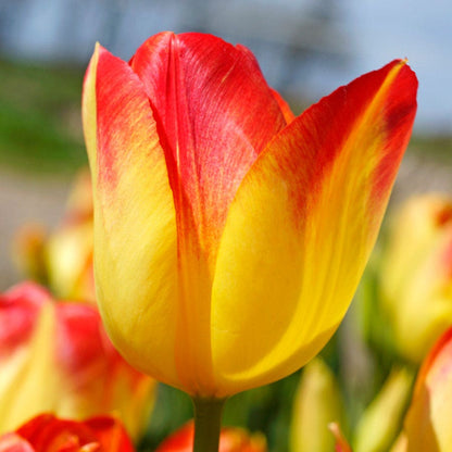 Tulip 'Suncatcher' Bulbs
