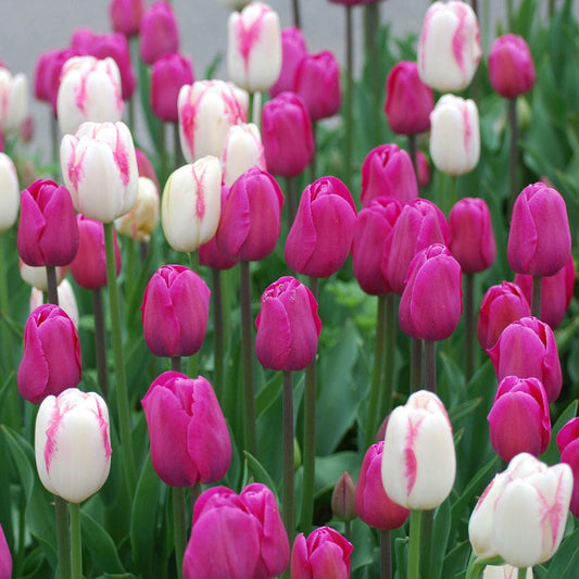 Boysenberry Delight Tulip Bulb Blend