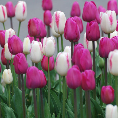 Boysenberry Delight Tulip Bulb Blend