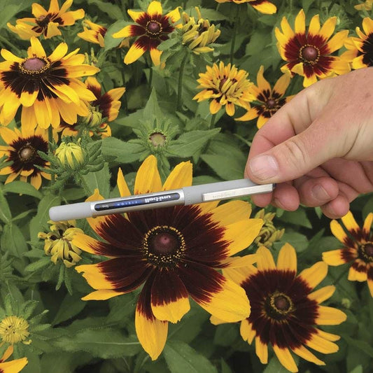 Rudbeckia 'Denver Daisy'