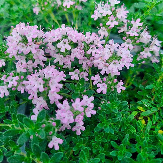 Thymus 'Pink Chintz' Creeping Pink Thyme