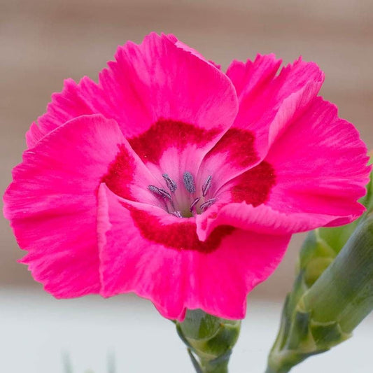 Dianthus American Pie® Bumbleberry Pie - Pink Carnation