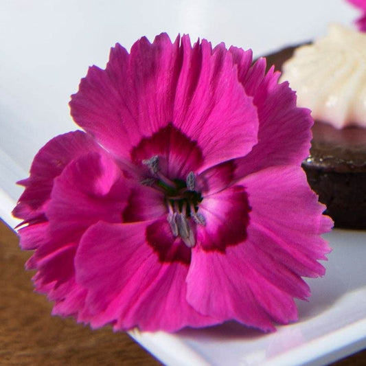 Dianthus American Pie® Bumbleberry Pie - Pink Carnation