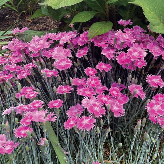 EverBloom™ Watermelon Ice - Pink Dianthus