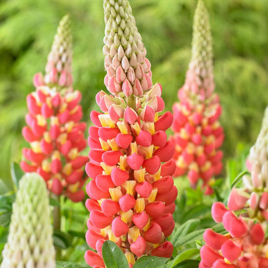 Lupinus West Country™ 'Tequila Flame'