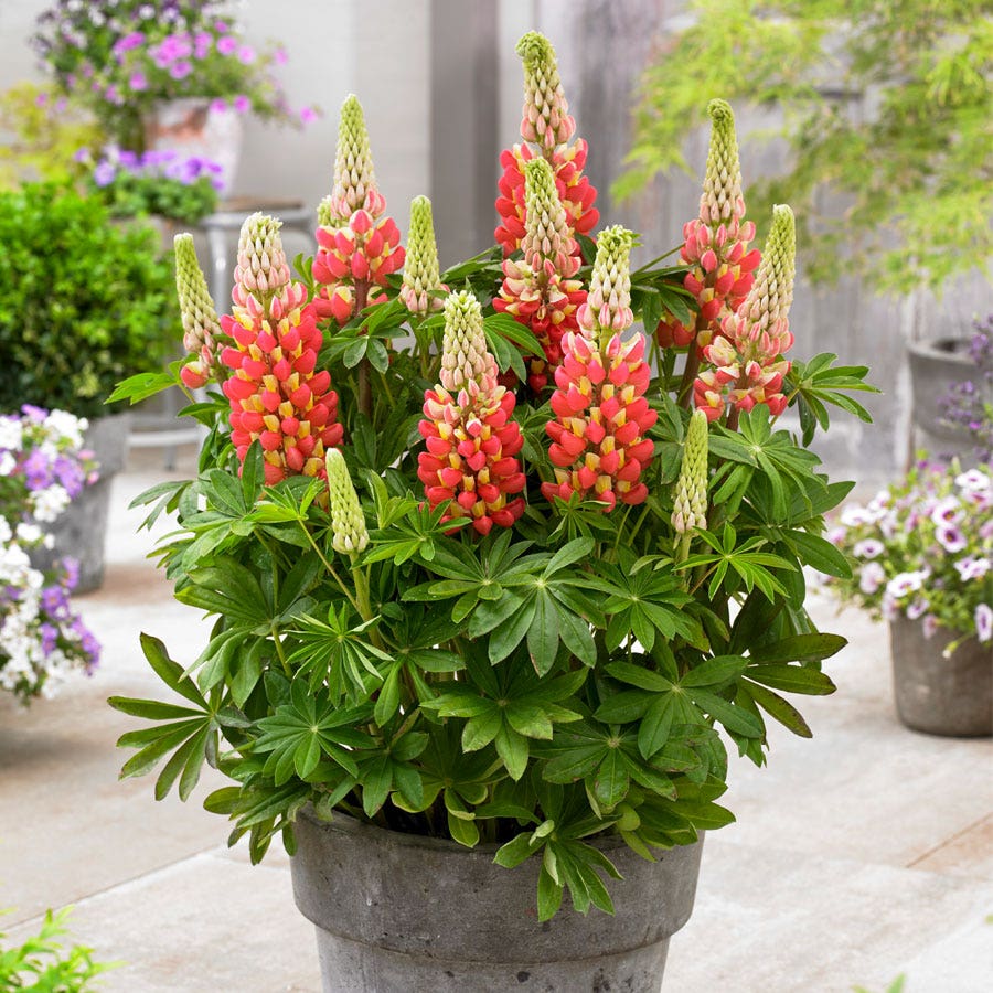 Lupinus West Country™ 'Tequila Flame'