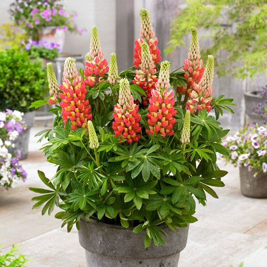 Lupinus West Country™ 'Tequila Flame'