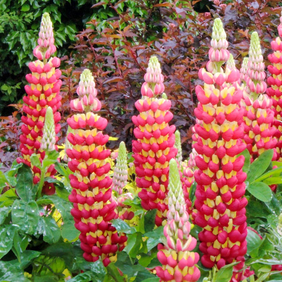 Lupinus West Country™ 'Tequila Flame'