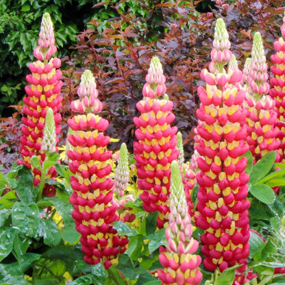 Lupinus West Country™ 'Tequila Flame'