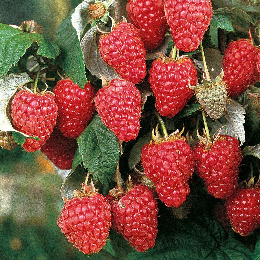 Raspberry 'Heritage' Rubus – Wayside Gardens