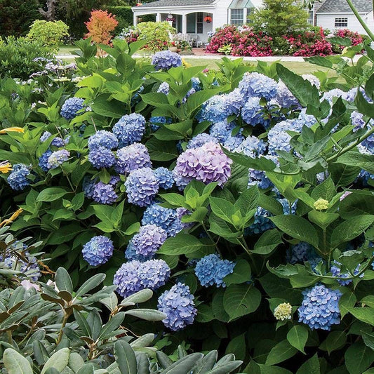 Hydrangea 'All Summer Beauty'