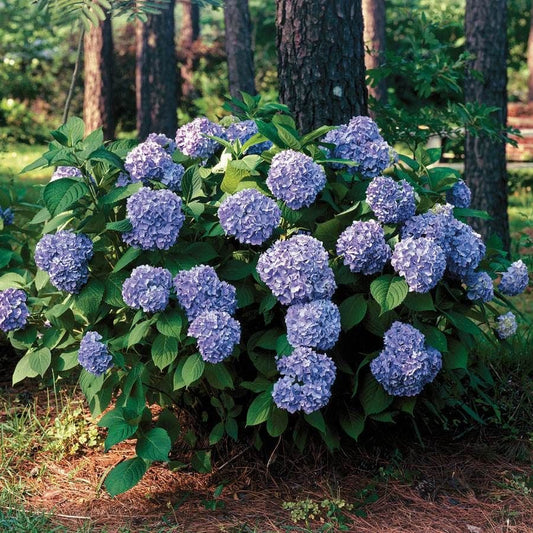 Hydrangea 'All Summer Beauty'