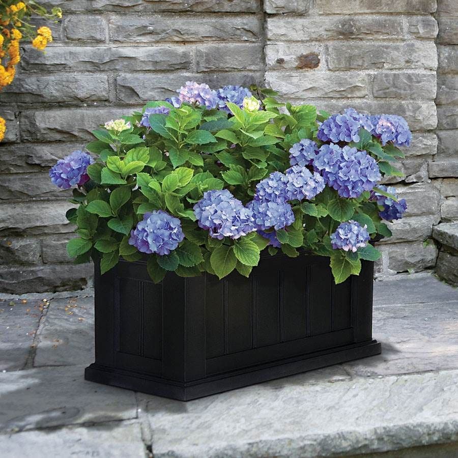 Hydrangea 'All Summer Beauty'