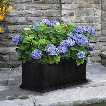 Hydrangea 'All Summer Beauty'