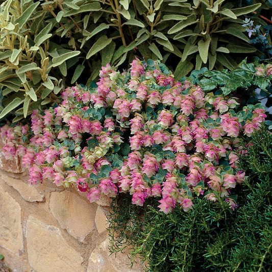 Origanum 'Kent Beauty'
