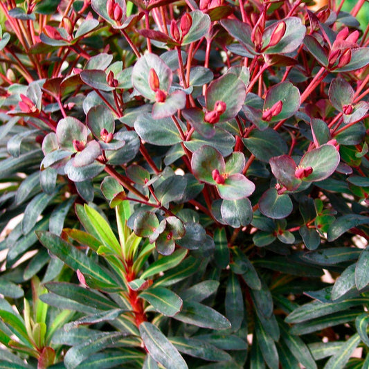 Euphorbia Watersaver™ Blackbird