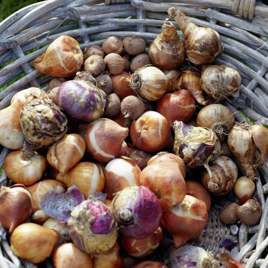 Early Spring Bulb Garden Blend