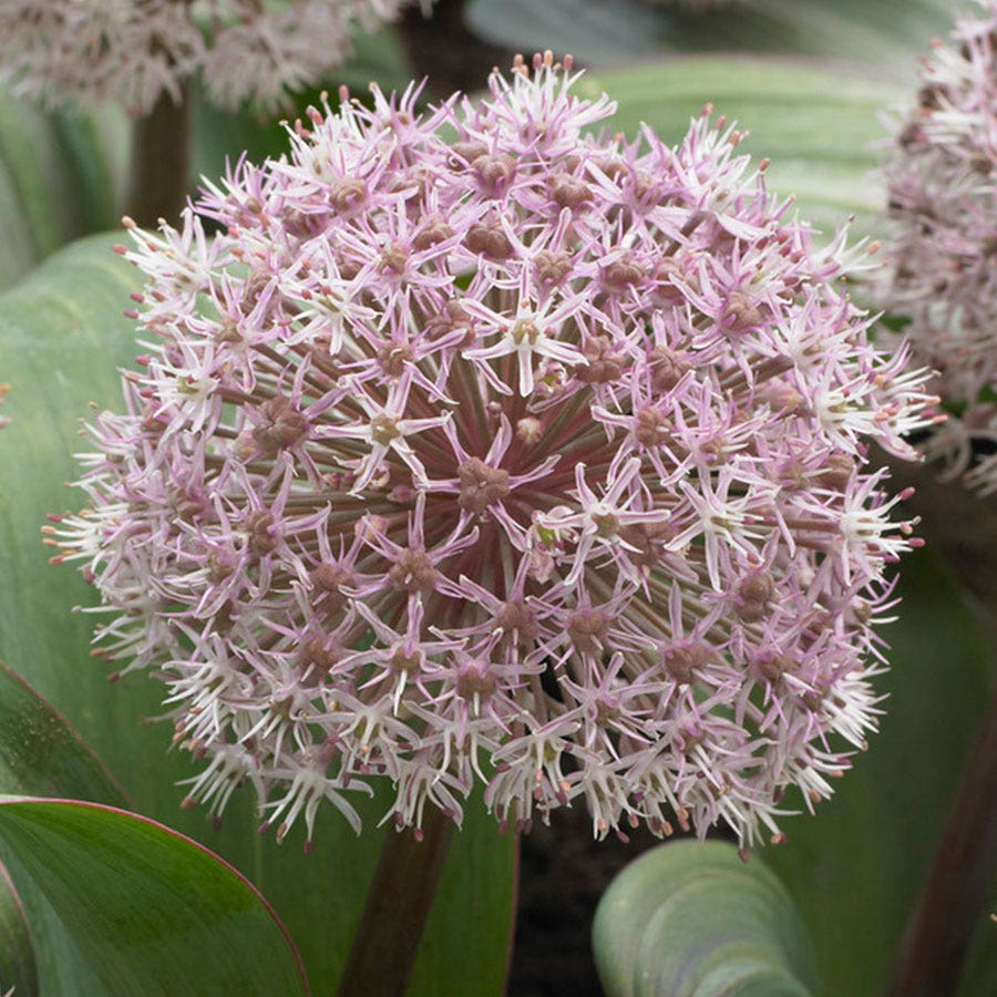 Allium karataviense Bulbs