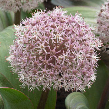 Allium karataviense Bulbs