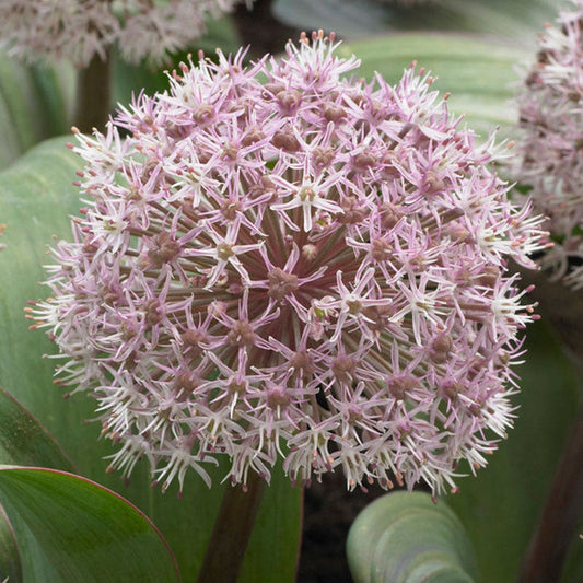 Allium karataviense Bulbs