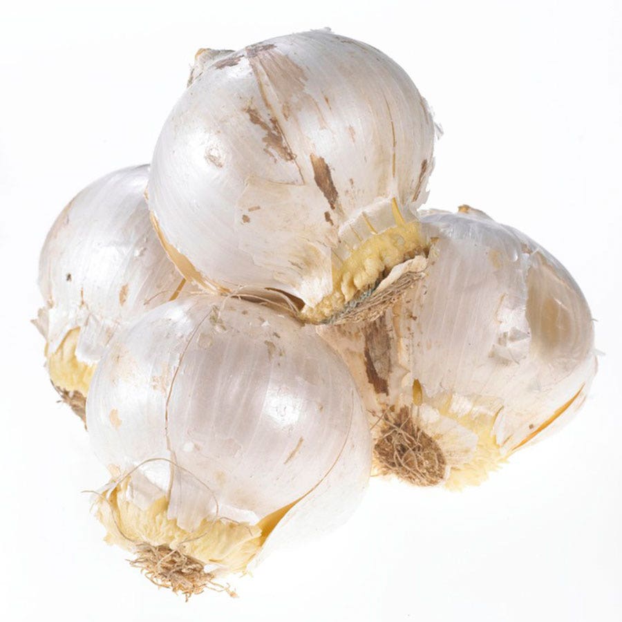 Allium karataviense Bulbs