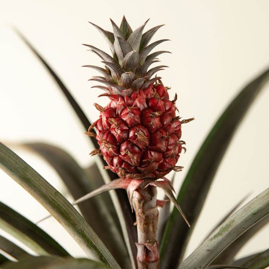 Happy Pineapple - Thumbnail 2