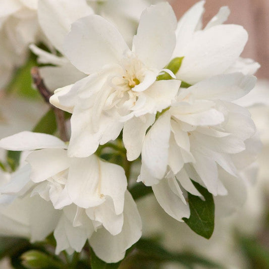 Philadelphus 'Snowbelle' Mock Orange