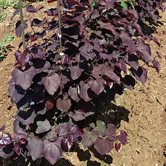 Cercis Black Pearl™ Redbud