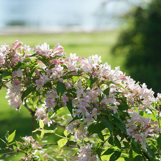 Kolkwitzia Jolene Jolene™ Beautybush